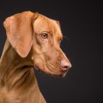 10 tipp az agresszív kutya megnyugtatására